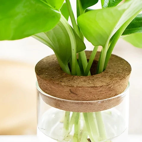 Vase Soliflore Transparent Bouchon Liège