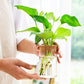 Vase Soliflore Transparent Bouchon Liège