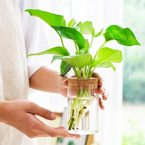 Vase Soliflore Transparent Bouchon Liège