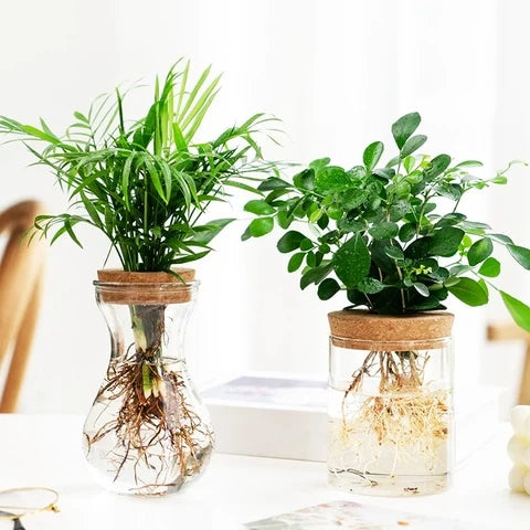 Vase Soliflore Transparent Bouchon Liège
