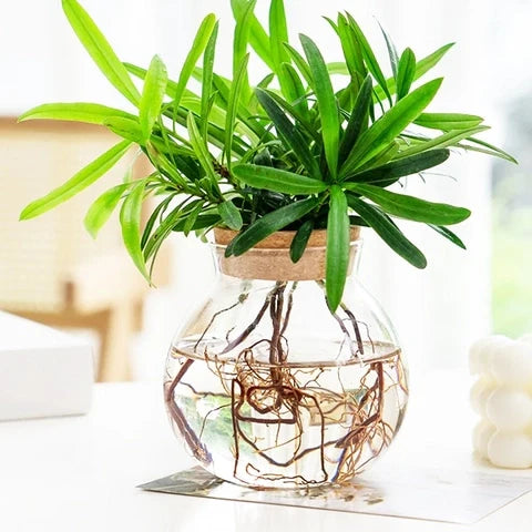Vase Soliflore Transparent Bouchon Liège